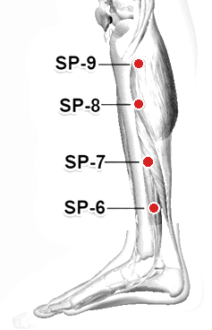 Location of SP-6 (Sanyinjiao)