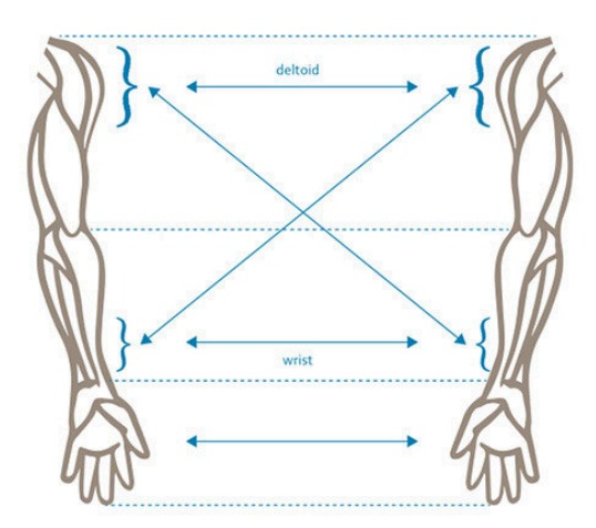 Deltoid and wrist cross correspondence between the two arms