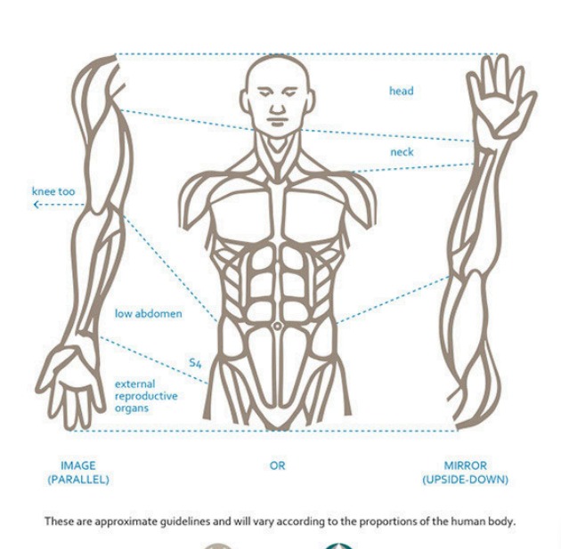 Forearm mapped onto the torso, Image and Mirror orientations