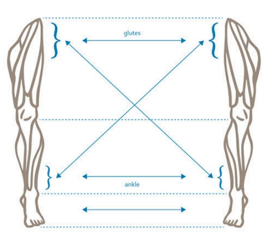 Glutes and ankle cross correspondence between the two legs