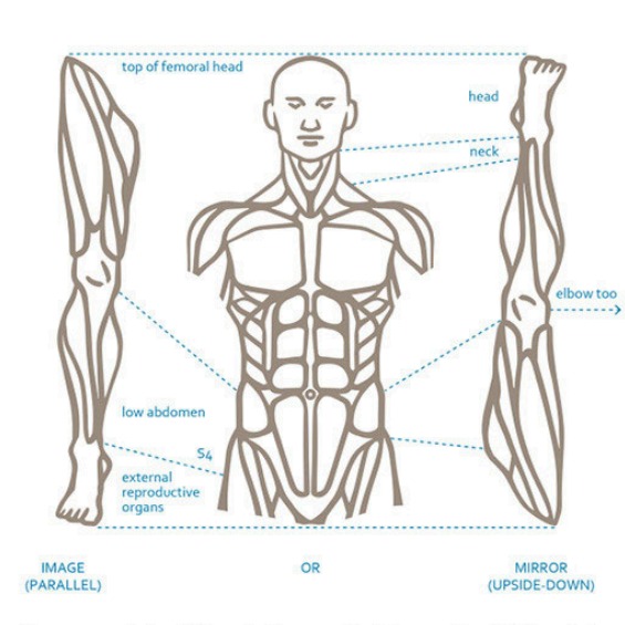 Lower leg mapped onto the torso, Image and Mirror orientations