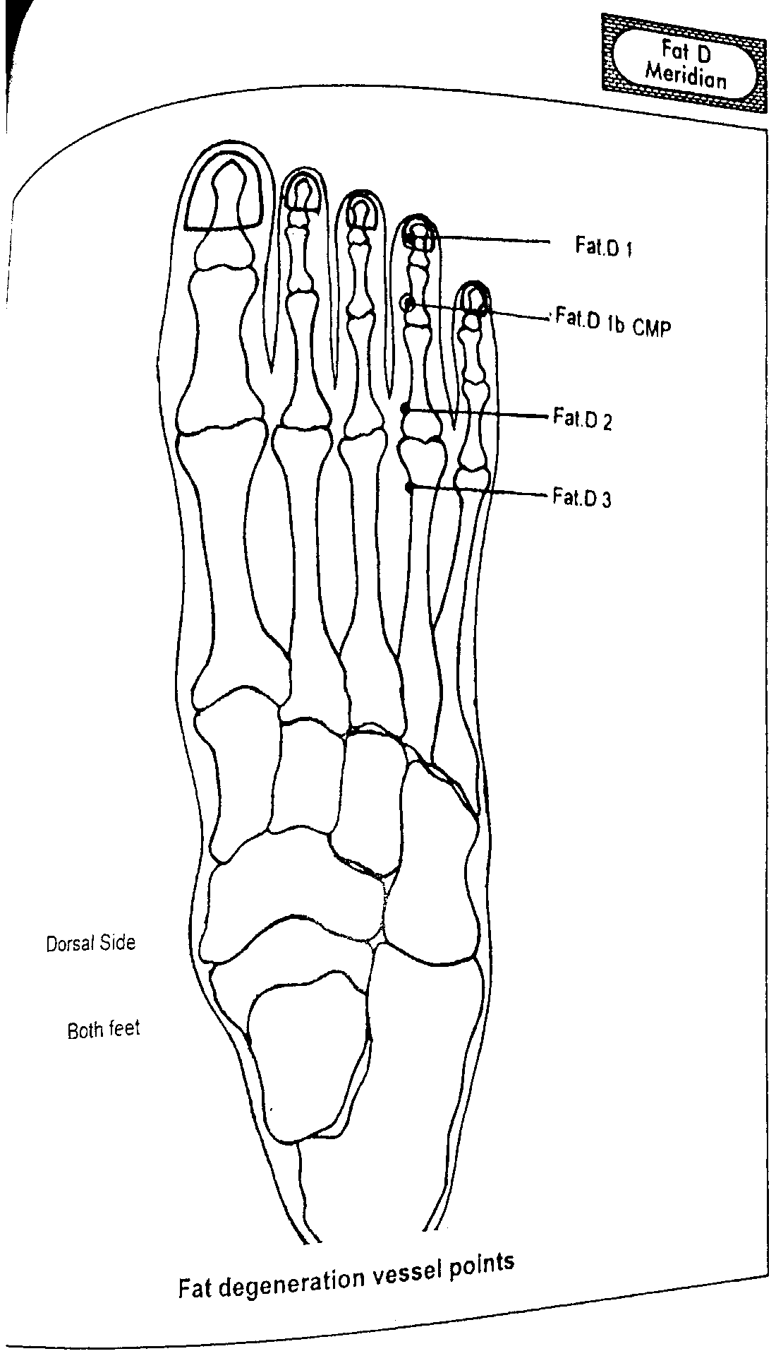 Diagram of the dorsal side of the foot showing Fat Degeneration Vessel points Fat.D1, Fat.D1b (CMP), Fat.D2 and Fat.D3
