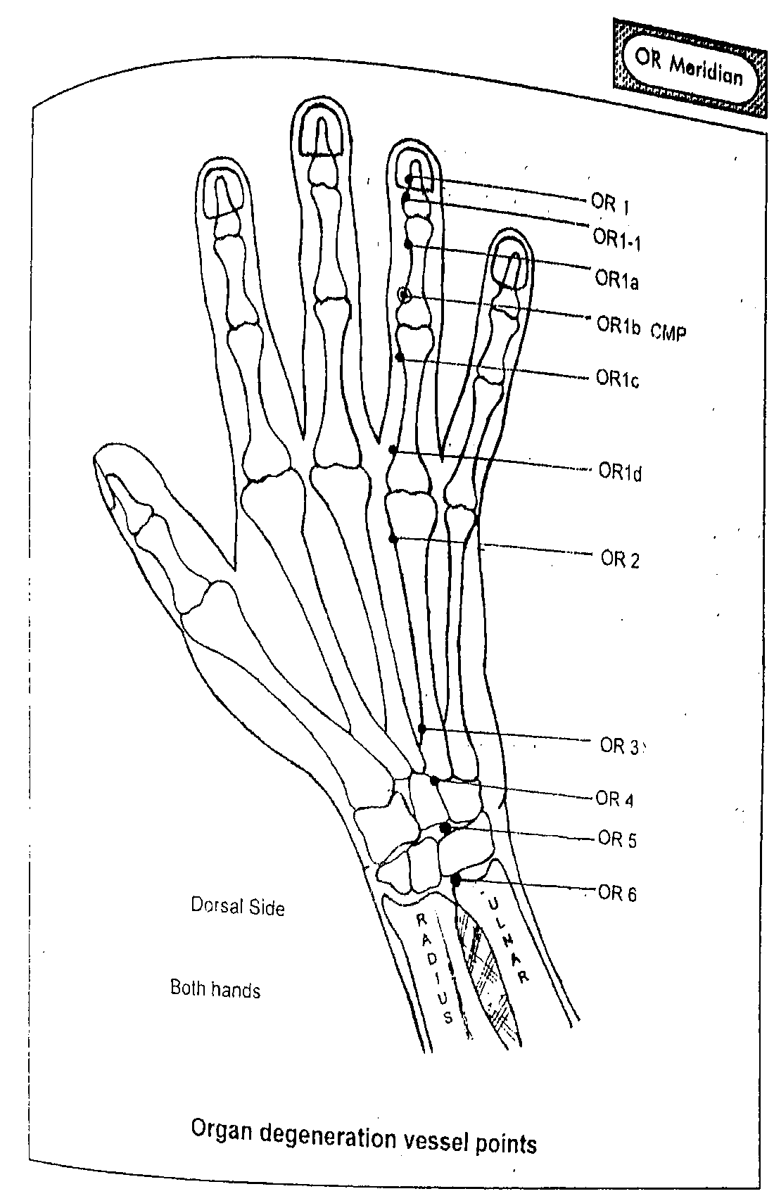 Diagram of the dorsal side of the hand showing Organ Degeneration Vessel points OR1, OR1-1, OR1a, OR1b (CMP), OR1c, OR1d, OR2, OR3, OR4, OR5 and OR6